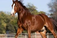 «اسب کاسپین» ثبت جهانی میشود/ خطر انقراض در کمین گونه اسب ایرانی