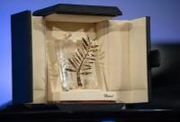 نخل طلای ۲۰۲۵ در دستان سینمای ایران