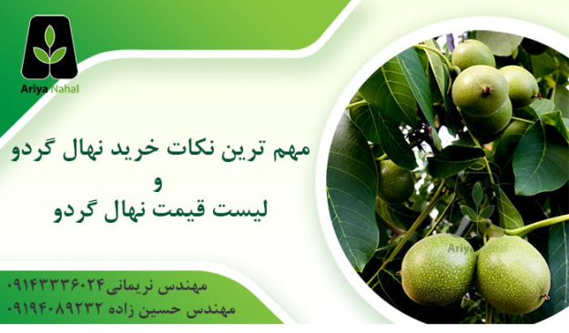 نکات خرید نهال گردو و لیست قیمت در اسفند 1399