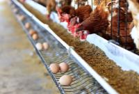  نهاده‌ای در بازارگاه نیست/ کار از هشدار گذشته است!