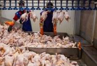 گرانی مرغ از کجا می‌آید؟ تأمین فقط 36درصد هزینه تولید با ارز 28500