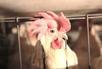 انحصار واردات نهاده کار دست دولت داد