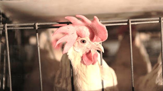 انحصار واردات نهاده کار دست دولت داد