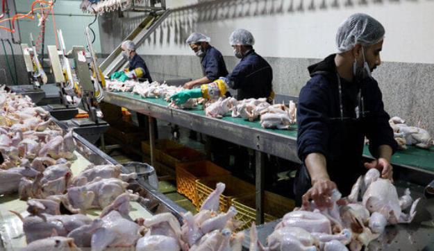 مرغداران کشور در آستانه فروپاشی اقتصادی قرار گرفته‌اند!