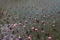 فرود ۱۰۰ هزار پرنده به تالاب‌های نقده