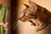  چرا گربه‌ها از خیار می‌ترسند؟