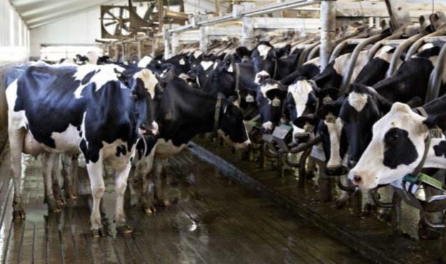  گرانی و کمبود نهاده، دامداران را مجبور به استفاده از نان خشک‌ کرد