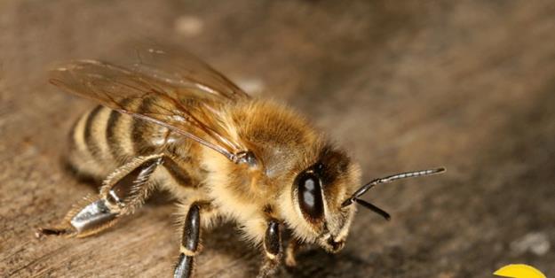 واکنش انستیتو پاستور به ادعای درمان کرونا با «نیش زنبور عسل»