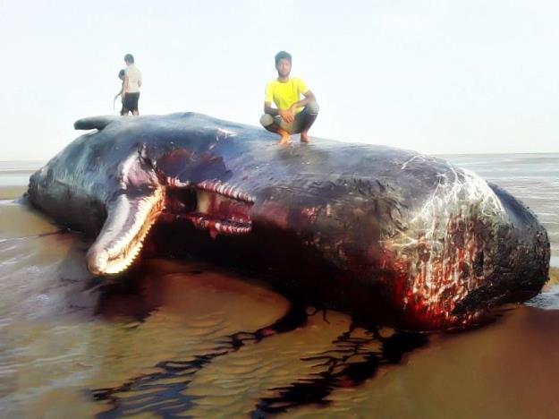 مشاهده لاشه یک نهنگ در ساحل سیریک هرمزگان