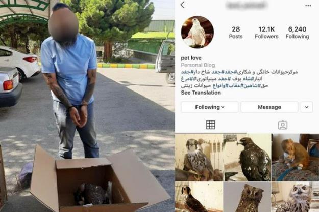  قاچاقچی حیات وحش در فضای مجازی، به دام افتاد