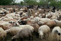  حذف چرای دام در مراتع خطرناک است؟ 