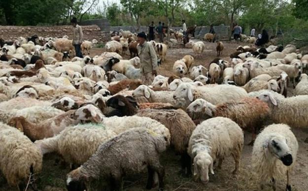  حذف چرای دام در مراتع خطرناک است؟ 