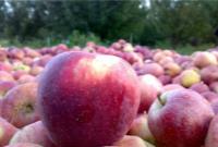  قیمت خرید حمایتی سیب صنعتی و گوجه‌فرنگی تعیین شد