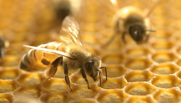 زهر زنبور عسل، قاتل سلول‌های تهاجمی سرطان سینه