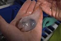  پیداشدن چند موجود عجیب الخلقه‌ در قطب جنوب!