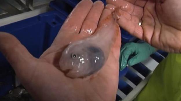  پیداشدن چند موجود عجیب الخلقه‌ در قطب جنوب!