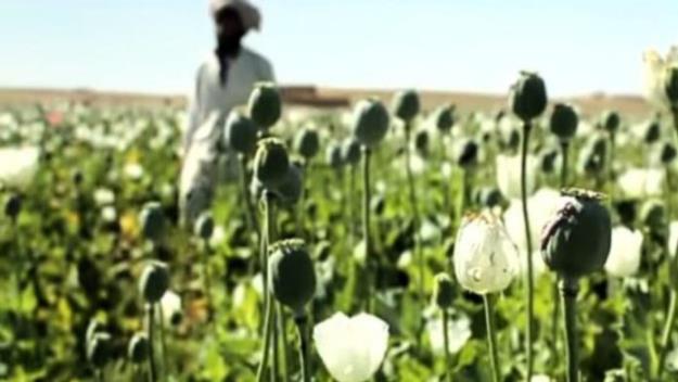  تاجیکستان: وعده‌های طالبان برای مبارزه با مواد مخدر حقیقت ندارد