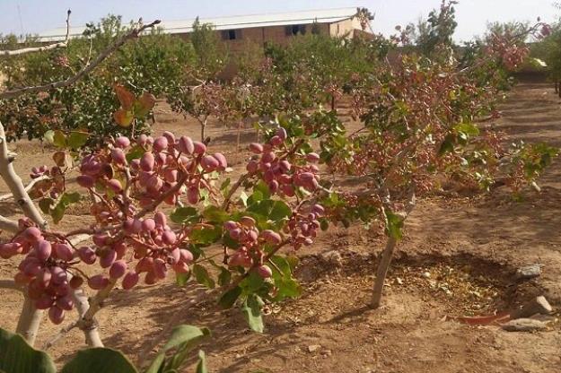 ورشکستگی پسته‌کاران را تهدید می‌کند!