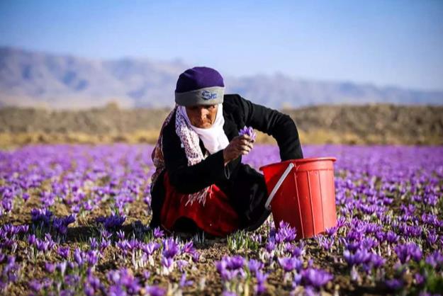 بازارهای صادراتی زعفران را دو دستی تقدیم افغانستان کردیم/ موانع صادراتی برداشته شود