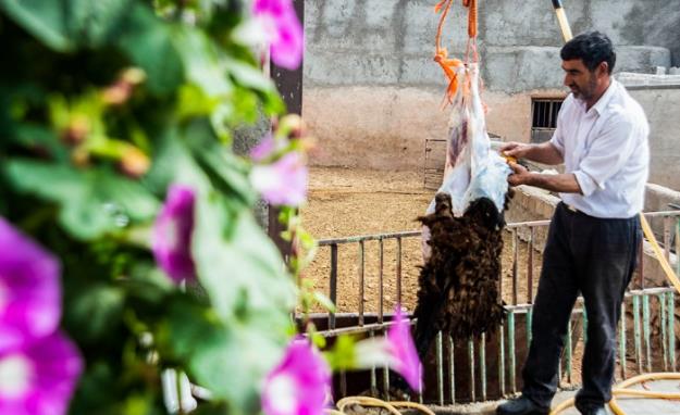 ذبح خیابانی دام بیماری مرگبار را به جانتان می اندازد